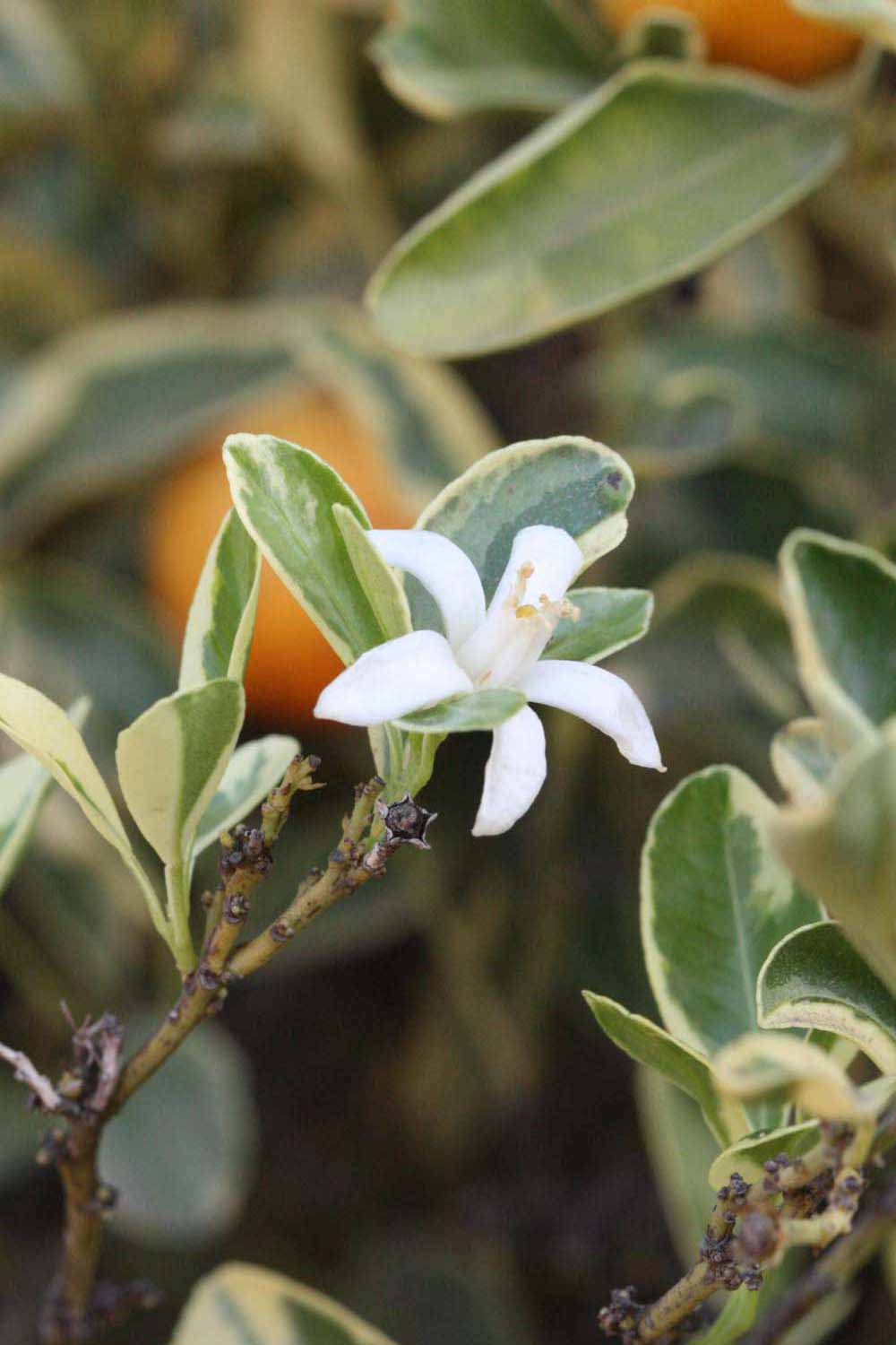              Flower (Riverside, CA)       